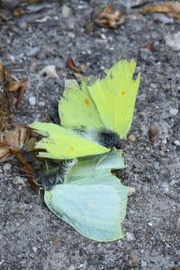 Citron 