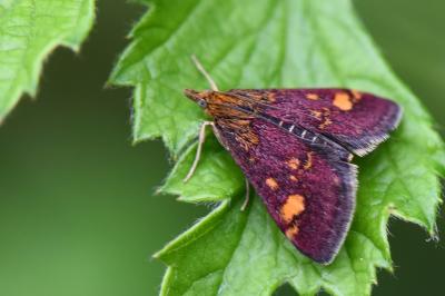 <i>Pyrausta aurata</i>