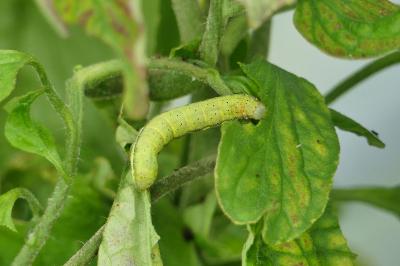 Noctuelle des Potagers 