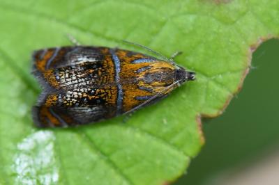 <i>Olethreutes arcuella</i>