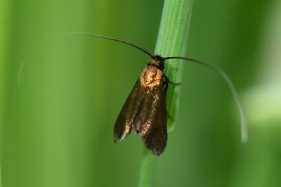 <i>Cauchas rufimitrella</i>