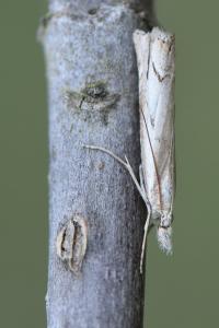 <i>Agriphila geniculea</i>