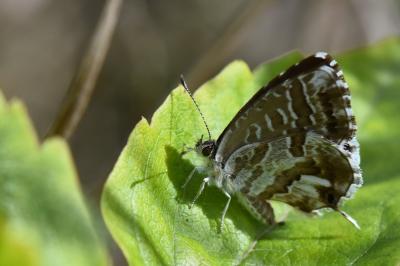 Brun du pélargonium 