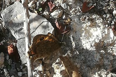 Mégère 