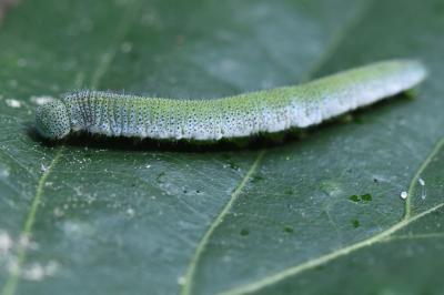 Anthocharis cardamines