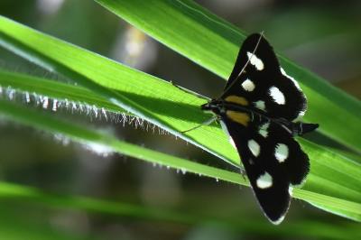 <i>Anania funebris</i>