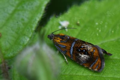 <i>Olethreutes arcuella</i>