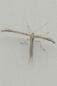 <i>Emmelina monodactyla</i>