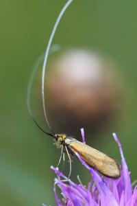 <i>Nemophora metallica</i>