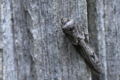 <i>Blastobasis glandulella</i>