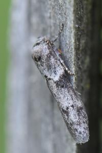 <i>Blastobasis glandulella</i>