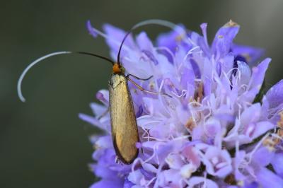 <i>Nemophora metallica</i>