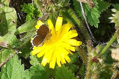 Brun du pélargonium 