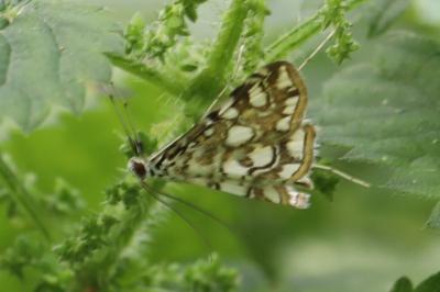 <i>Elophila nymphaeata</i>