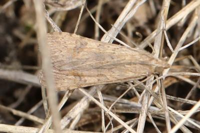 <i>Nomophila noctuella</i>