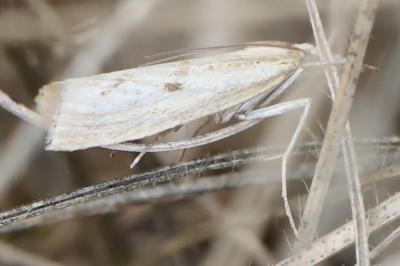 <i>Agriphila inquinatella</i>