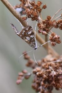 <i>Elophila nymphaeata</i>