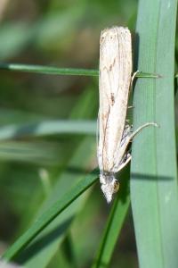 <i>Agriphila geniculea</i>