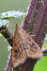 <i>Udea ferrugalis</i>