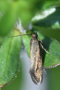 <i>Glyphipterix fuscoviridella</i>