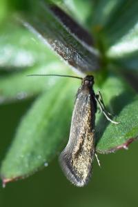 <i>Glyphipterix fuscoviridella</i>