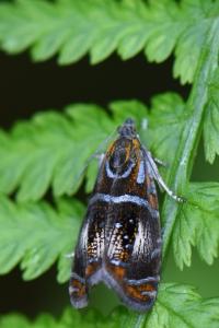<i>Olethreutes arcuella</i>