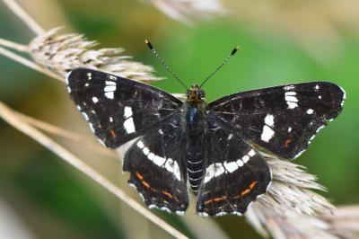 Araschnia levana