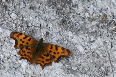 Polygonia c-album
