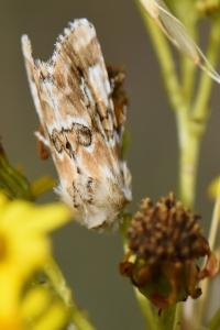 Noctuelle jaunâtre 