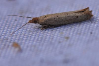 <i>Ypsolopha ustella</i>