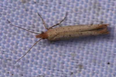 <i>Ypsolopha ustella</i>