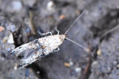 Epermenia chaerophyllella