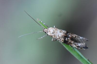 <i>Epermenia chaerophyllella</i>