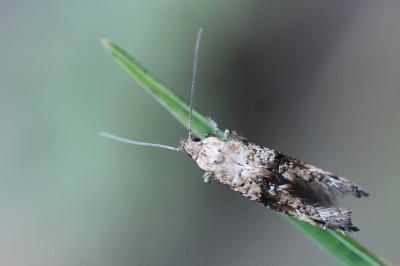 Epermenia chaerophyllella