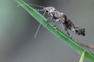 <i>Epermenia chaerophyllella</i>