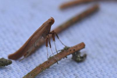 <i>Caloptilia</i>