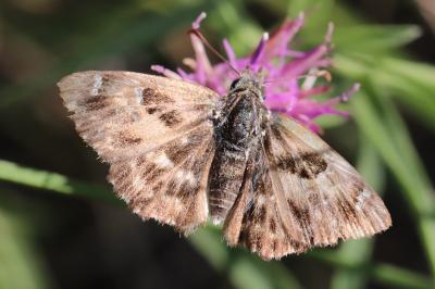<i>Carcharodus alceae alceae</i>