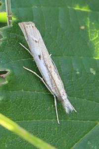 <i>Agriphila geniculea</i>
