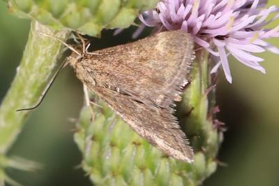 <i>Pyrausta despicata</i>
