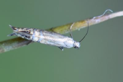 <i>Glyphipterix thrasonella</i>