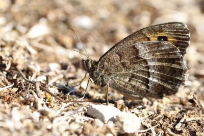 <i>Arethusana arethusa ganda</i>
