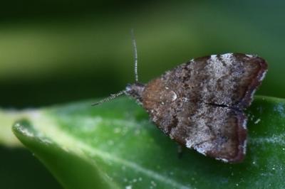 <i>Choreutis pariana</i>