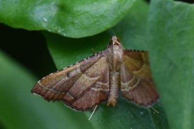 <i>Endotricha flammealis</i>