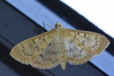 <i>Patania ruralis</i>