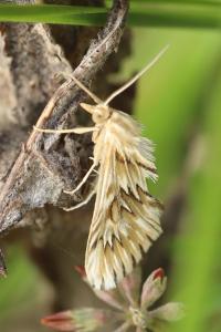 <i>Cynaeda dentalis</i>