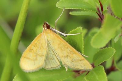 <i>Mecyna flavalis</i>