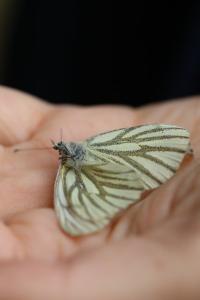 Piéride du Navet 
