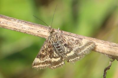 <i>Pyrausta despicata</i>