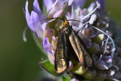 <i>Nemophora metallica</i>