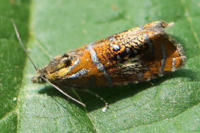 <i>Olethreutes arcuella</i>